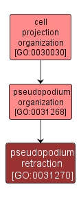 GO:0031270 - pseudopodium retraction (interactive image map)