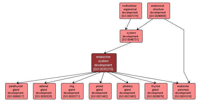 GO:0035270 - endocrine system development (interactive image map)