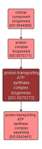 GO:0070272 - proton-transporting ATP synthase complex biogenesis (interactive image map)