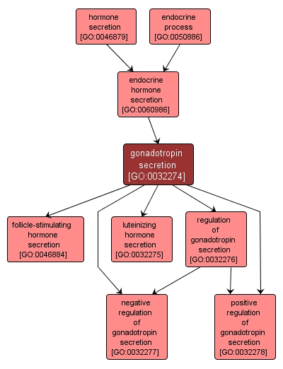 GO:0032274 - gonadotropin secretion (interactive image map)