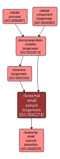 GO:0042274 - ribosomal small subunit biogenesis (interactive image map)