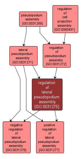 GO:0031275 - regulation of lateral pseudopodium assembly (interactive image map)