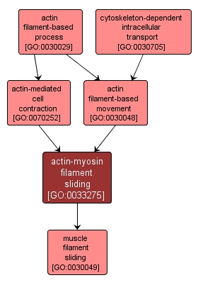 GO:0033275 - actin-myosin filament sliding (interactive image map)