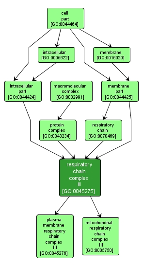 GO:0045275 - respiratory chain complex III (interactive image map)