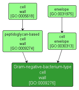 GO:0009276 - Gram-negative-bacterium-type cell wall (interactive image map)