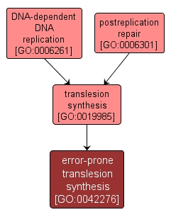 GO:0042276 - error-prone translesion synthesis (interactive image map)