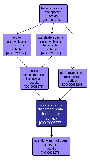 GO:0005277 - acetylcholine transmembrane transporter activity (interactive image map)
