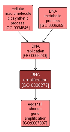 GO:0006277 - DNA amplification (interactive image map)