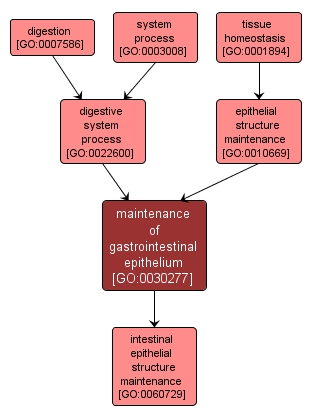 GO:0030277 - maintenance of gastrointestinal epithelium (interactive image map)