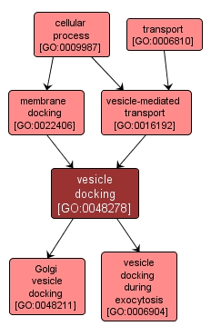 GO:0048278 - vesicle docking (interactive image map)