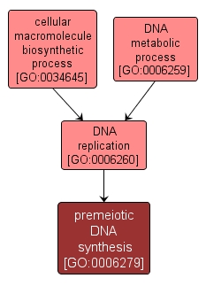 GO:0006279 - premeiotic DNA synthesis (interactive image map)