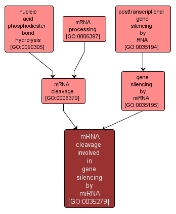 GO:0035279 - mRNA cleavage involved in gene silencing by miRNA (interactive image map)