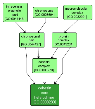 GO:0008280 - cohesin core heterodimer (interactive image map)