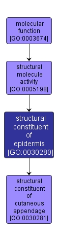 GO:0030280 - structural constituent of epidermis (interactive image map)