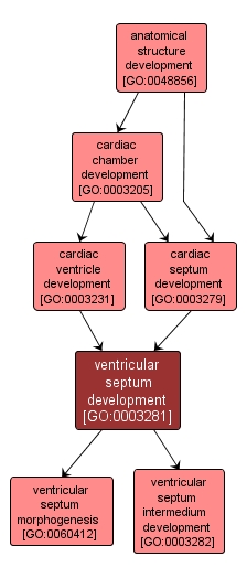 GO:0003281 - ventricular septum development (interactive image map)