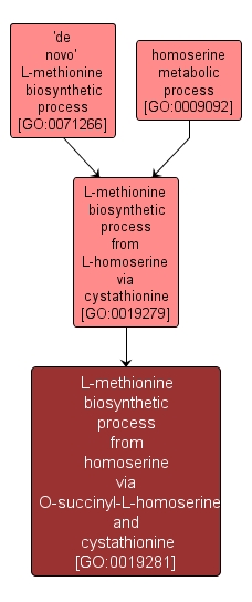 GO:0019281 - L-methionine biosynthetic process from homoserine via O-succinyl-L-homoserine and cystathionine (interactive image map)