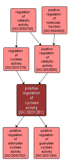 GO:0031281 - positive regulation of cyclase activity (interactive image map)