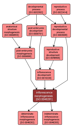 GO:0048281 - inflorescence morphogenesis (interactive image map)