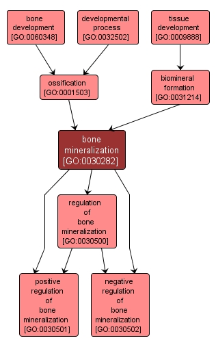 GO:0030282 - bone mineralization (interactive image map)