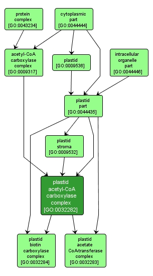 plastid ACCase complex
