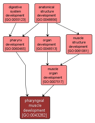 GO:0043282 - pharyngeal muscle development (interactive image map)