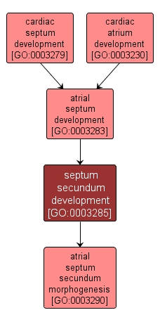 GO:0003285 - septum secundum development (interactive image map)