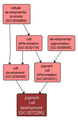 GO:0070285 - pigment cell development (interactive image map)