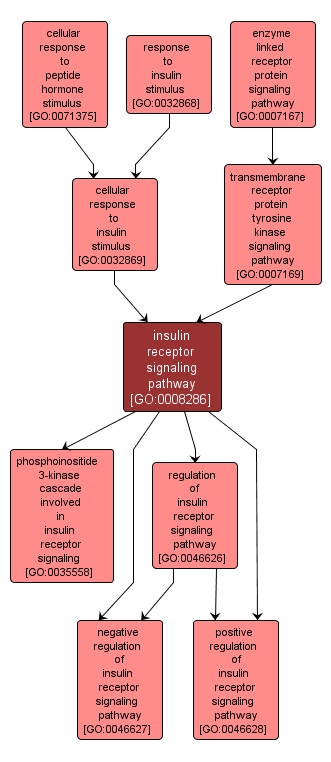 GO:0008286 - insulin receptor signaling pathway (interactive image map)
