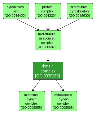 GO:0030286 - dynein complex (interactive image map)