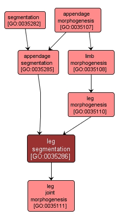 GO:0035286 - leg segmentation (interactive image map)