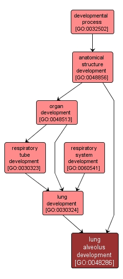 GO:0048286 - lung alveolus development (interactive image map)