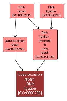 GO:0006288 - base-excision repair, DNA ligation (interactive image map)