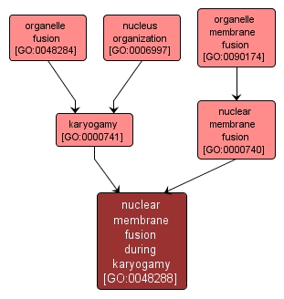 GO:0048288 - nuclear membrane fusion during karyogamy (interactive image map)