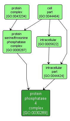 GO:0030289 - protein phosphatase 4 complex (interactive image map)