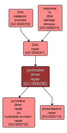 GO:0006290 - pyrimidine dimer repair (interactive image map)
