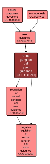 GO:0031290 - retinal ganglion cell axon guidance (interactive image map)