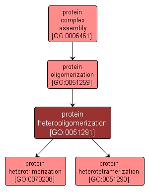 GO:0051291 - protein heterooligomerization (interactive image map)