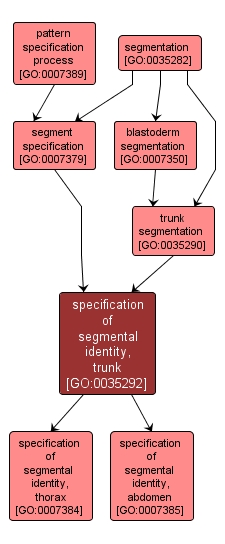 GO:0035292 - specification of segmental identity, trunk (interactive image map)