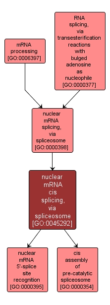 GO:0045292 - nuclear mRNA cis splicing, via spliceosome (interactive image map)