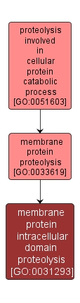 GO:0031293 - membrane protein intracellular domain proteolysis (interactive image map)