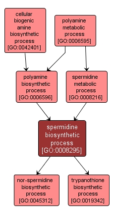 GO:0008295 - spermidine biosynthetic process (interactive image map)