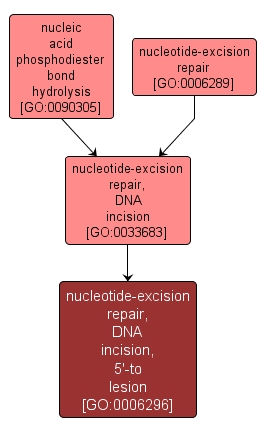 GO:0006296 - nucleotide-excision repair, DNA incision, 5'-to lesion (interactive image map)