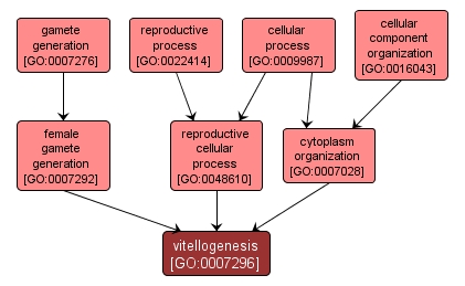 GO:0007296 - vitellogenesis (interactive image map)