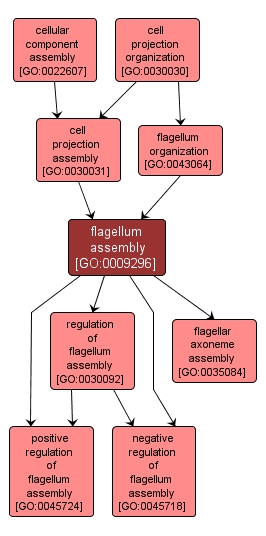 GO:0009296 - flagellum assembly (interactive image map)