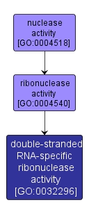 GO:0032296 - double-stranded RNA-specific ribonuclease activity (interactive image map)