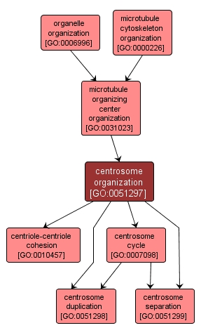 GO:0051297 - centrosome organization (interactive image map)