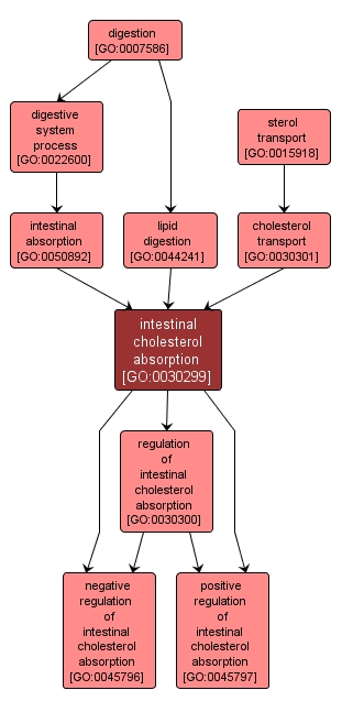 GO:0030299 - intestinal cholesterol absorption (interactive image map)