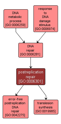 GO:0006301 - postreplication repair (interactive image map)