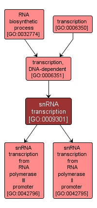 GO:0009301 - snRNA transcription (interactive image map)