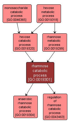 GO:0019301 - rhamnose catabolic process (interactive image map)